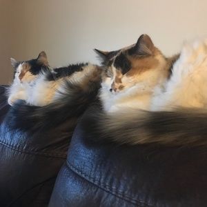 Meet your Posher, Jazzinelly